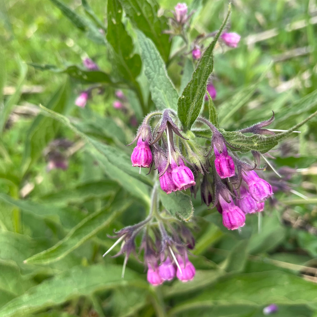 Comfrey