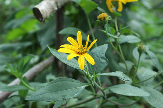 5 difficult rules we’ve followed as we’ve grown our homestead