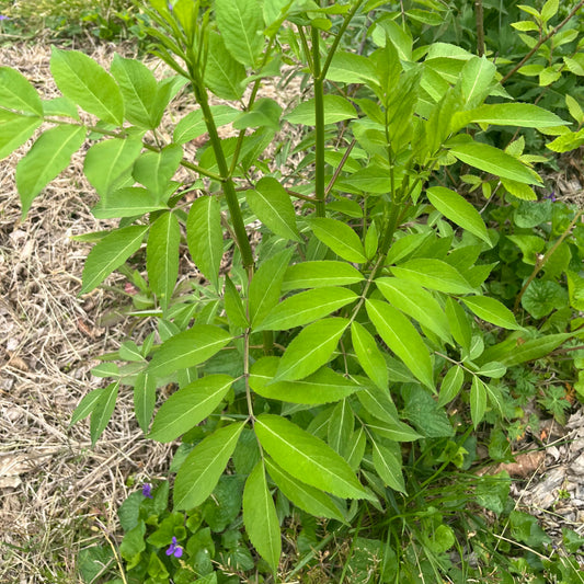 Elderberries