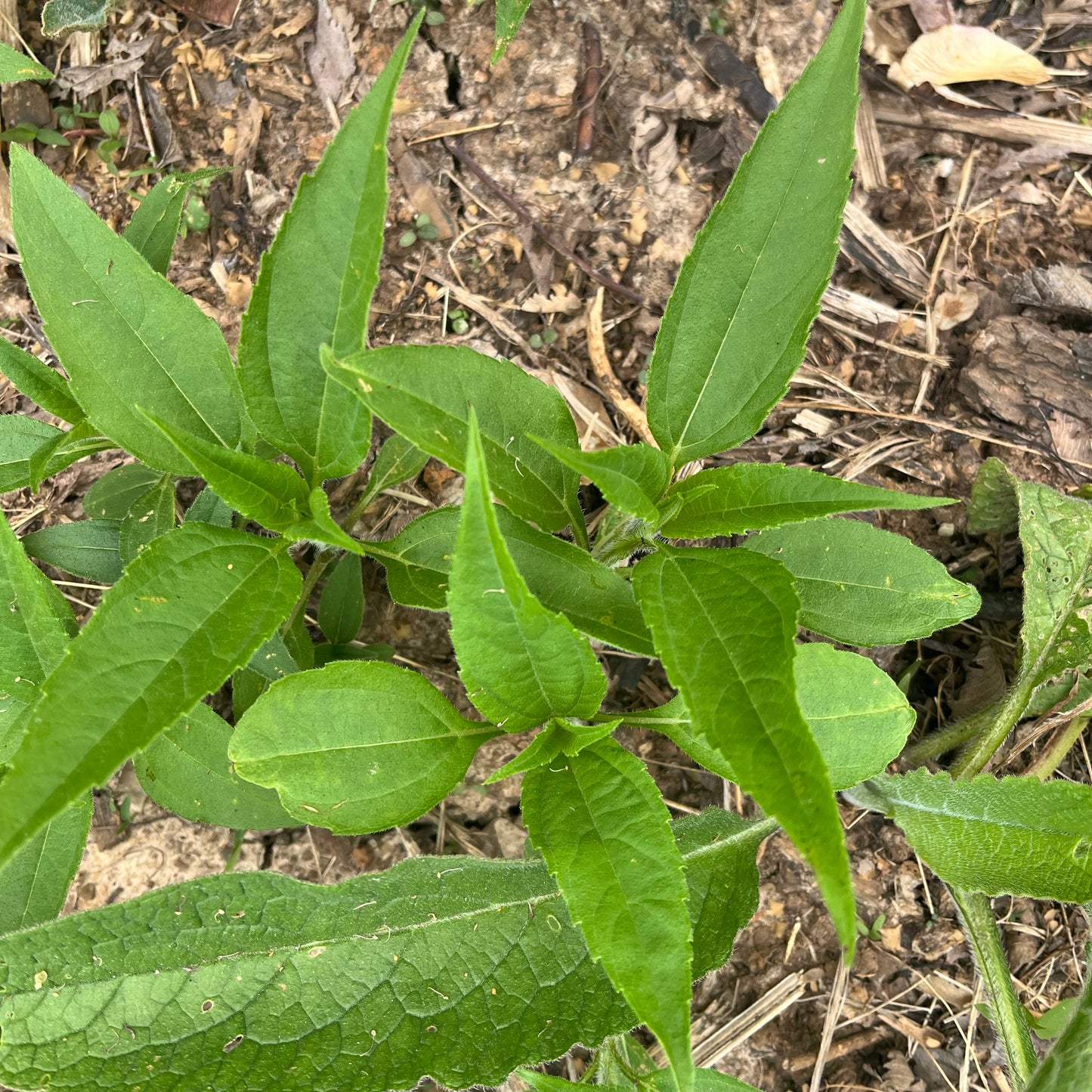 Jerusalem Artichokes