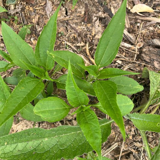 Jerusalem Artichokes