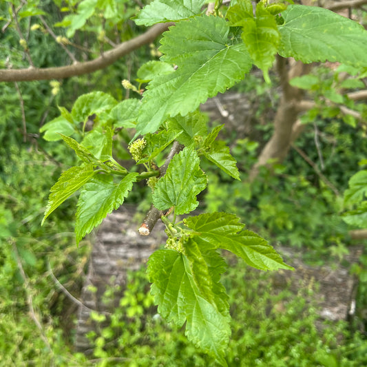 Mulberries