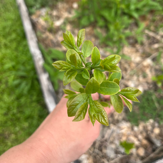 American persimmons