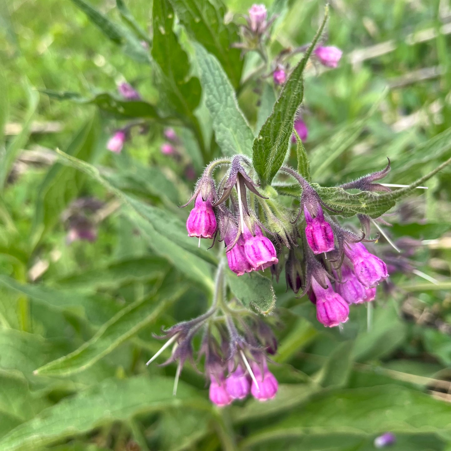 Comfrey