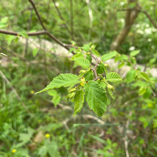 Hazlenuts