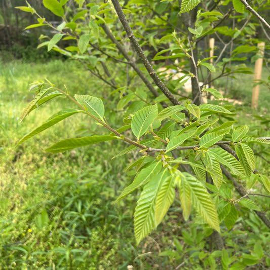 Hybrid Chestnuts