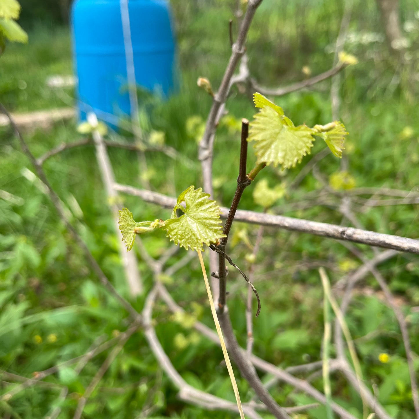 Muscadines